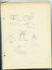 Biology notes, 1932 (Box 1, folder 2)