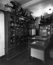Baird Biology Building display cases, c.1950