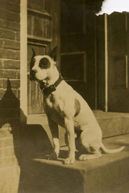 Sigma Alpha Epsilon's dog, c.1910
