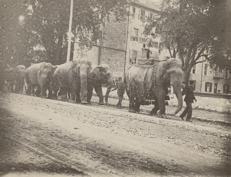 Elephants marching past East College, c.1890