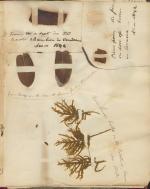 Page From Scrapbook - John Price Durbin papers