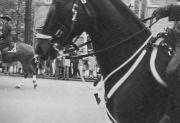 Horses in the 175th Anniversary Parade, 1948